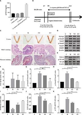 Protective Effects of Engineered Lactobacillus crispatus on Intrauterine Adhesions in Mice via Delivering CXCL12